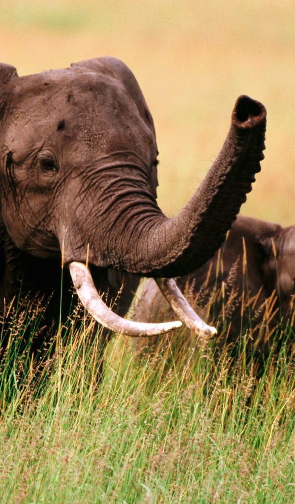 Слон и слоненок