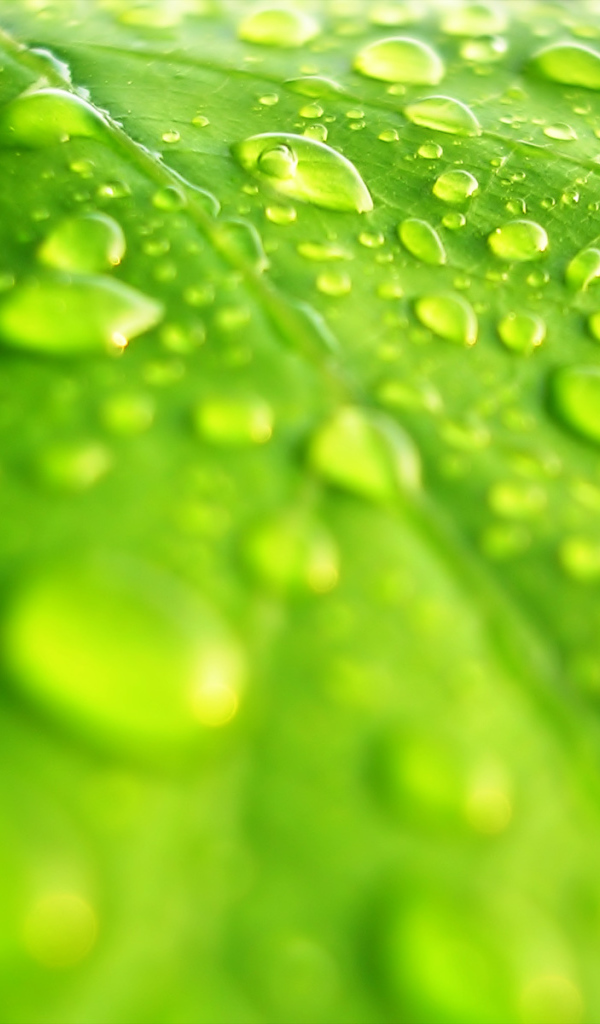 Windows Vista - обои на рабочий стол