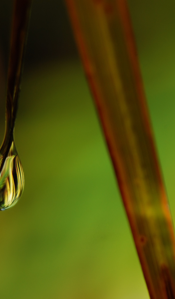 Windows Vista - обои на рабочий стол