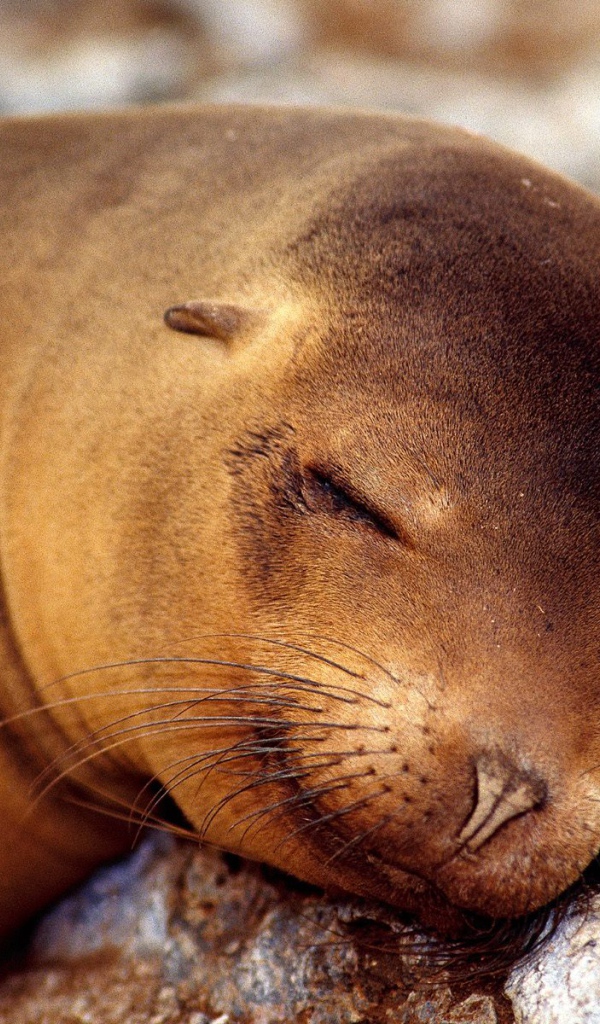 Морской котик