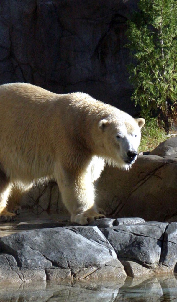 Большой Белый Медведь