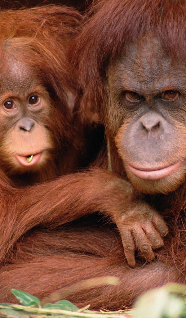 Отец и сын обезьяны