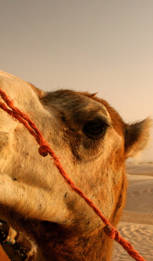 Смешной верблюд