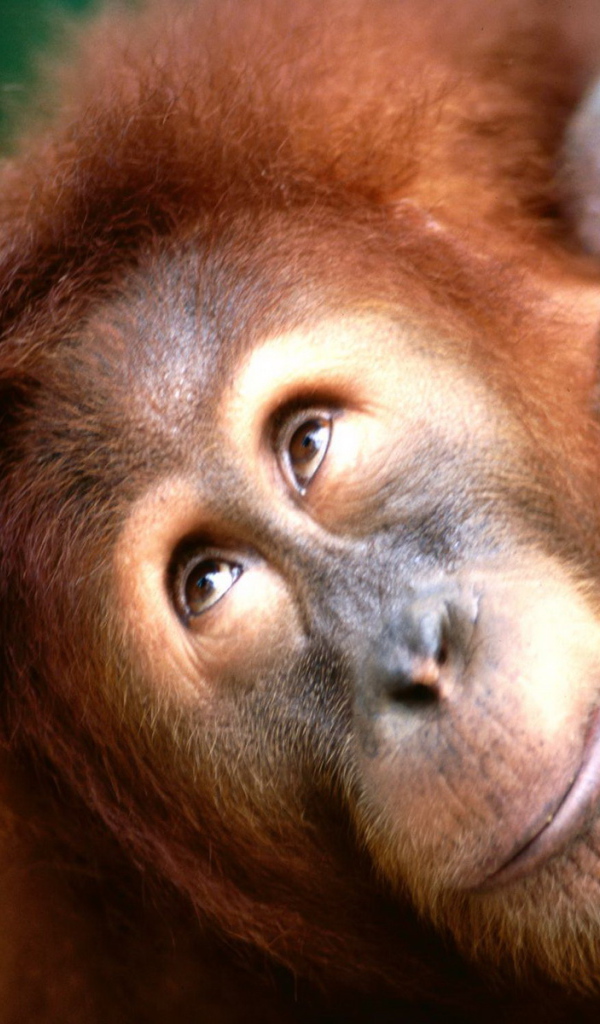 Взгляд вверх