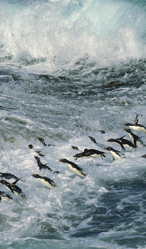 Множество пингвинов