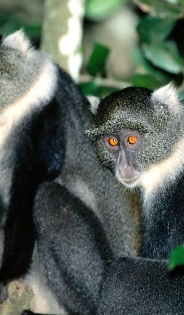 Обезьянки с яркими глазами