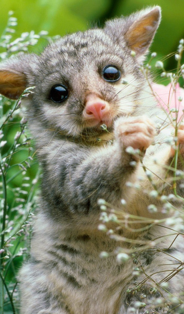 Игривый Лемур