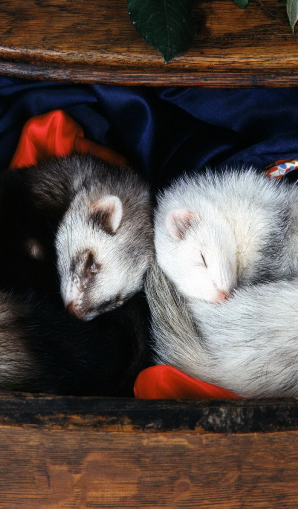 Спящие норки