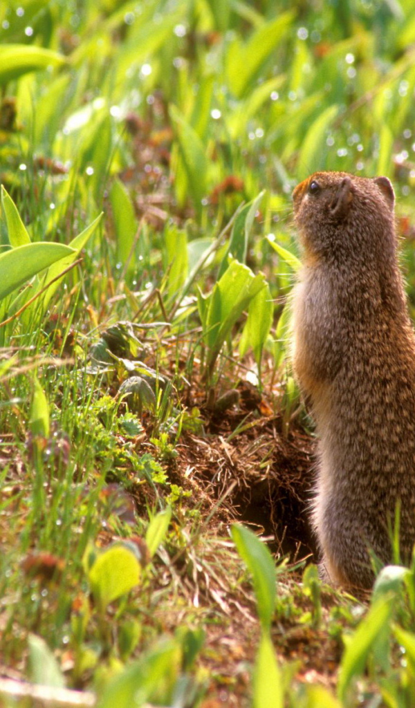 Зверьки на задних лапах