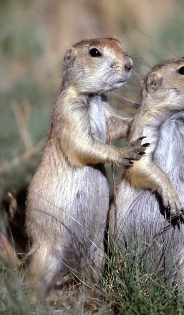 Два бурундука