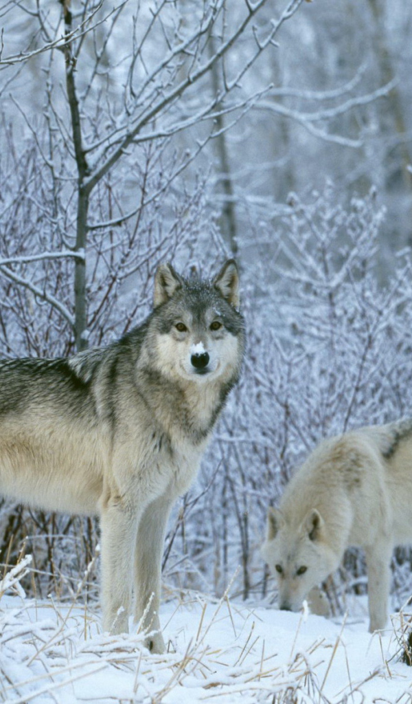 Зимние волки