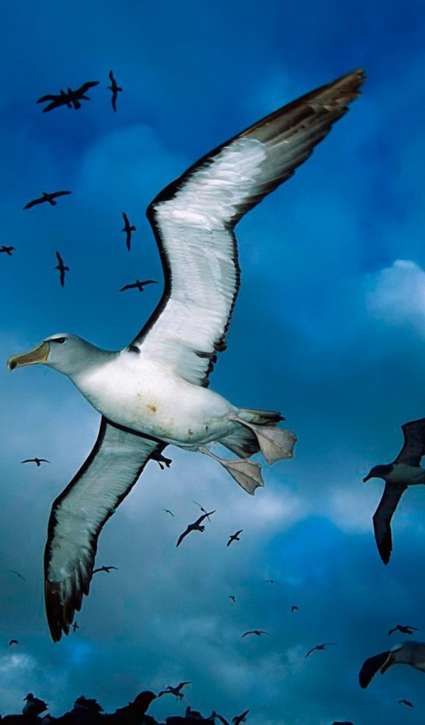 Стая морских чаек