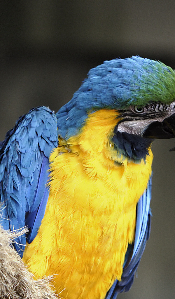 Норвежский голубой попугай