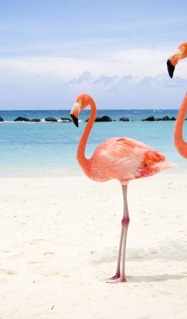 Розовый фламинго