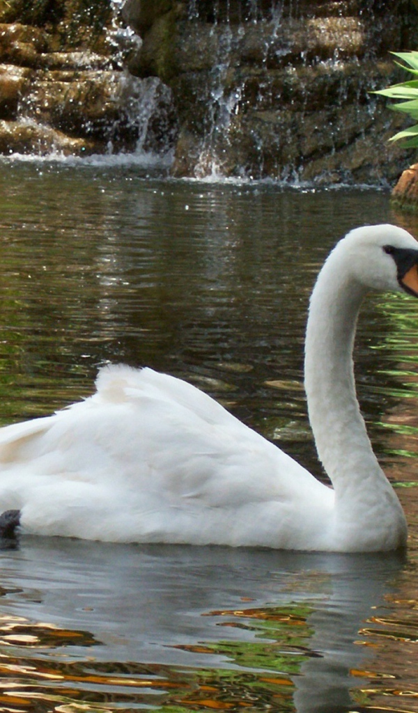 Лебедь в пруду
