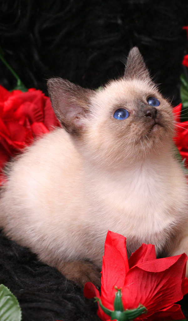 Котенок в розах
