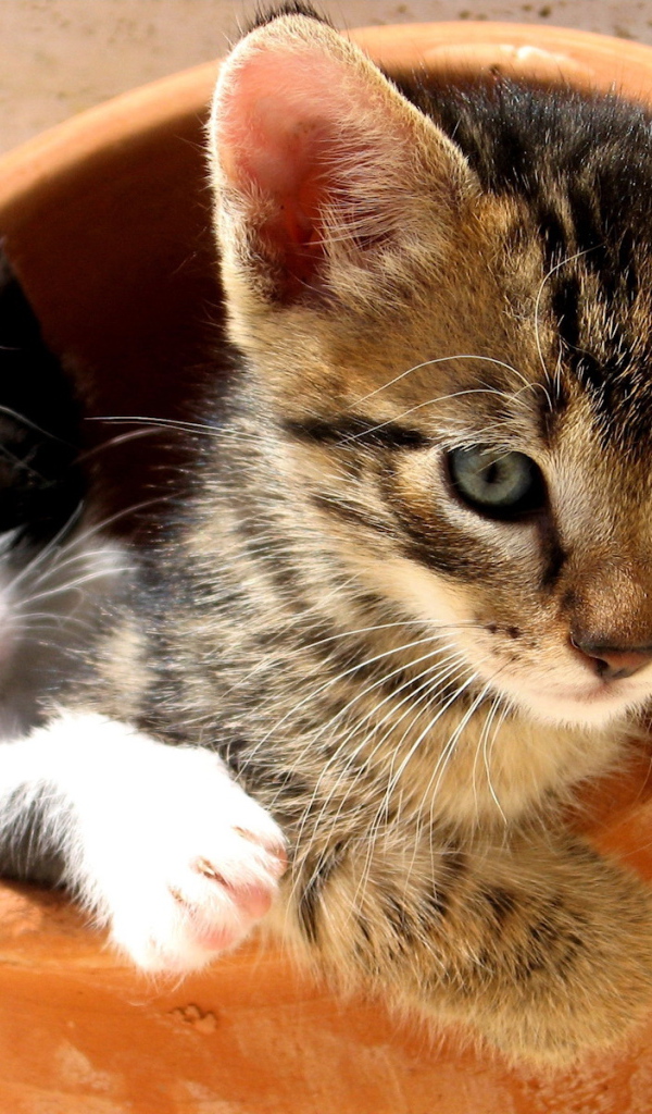 Симпатичные котята