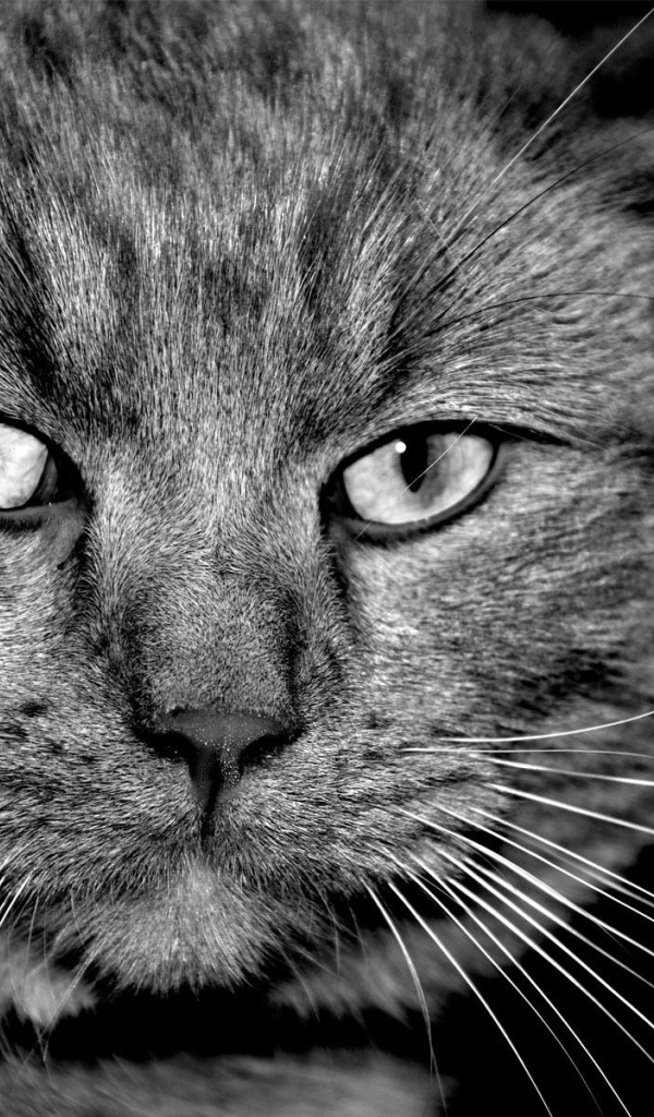 Таинственый кот