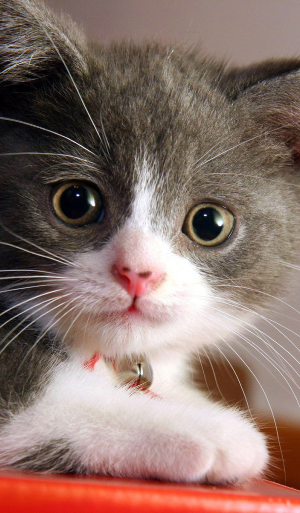 Маленький котенок