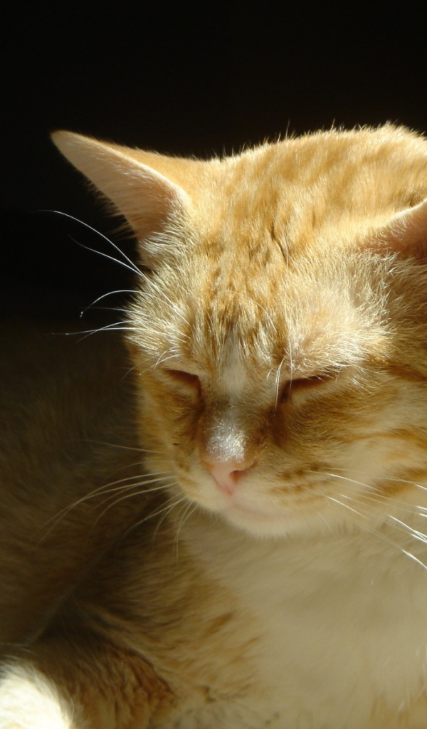 Нежные чувства