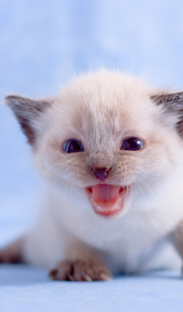 Маленький белый котенок