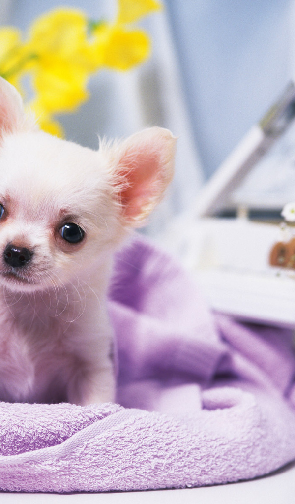 Собачка ростом с игрушку