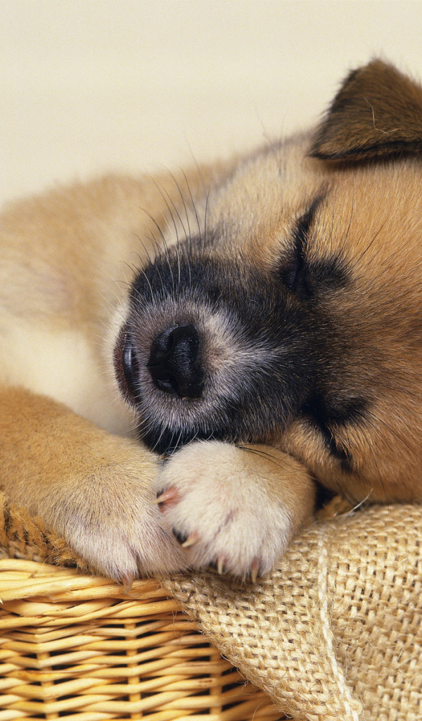 щенок в корзинке