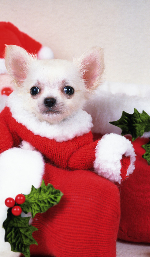 Щенок Санта Клаус
