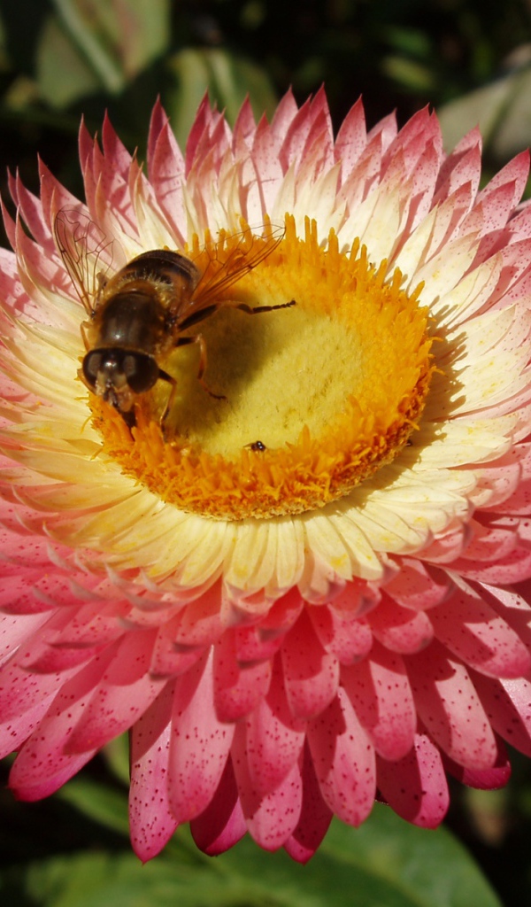 Пчелка и цветок