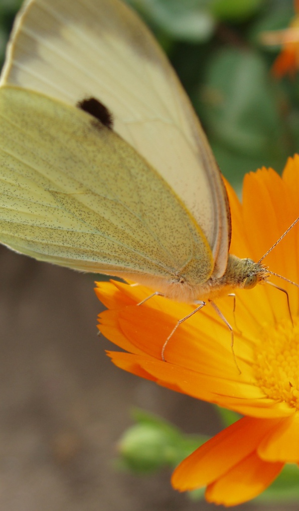 Мир бабочки