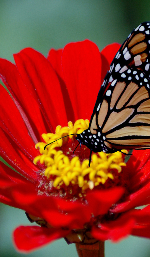 Бабочка на красном цветке