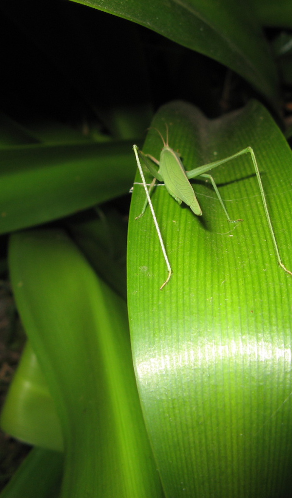 Зеленый кузнечик