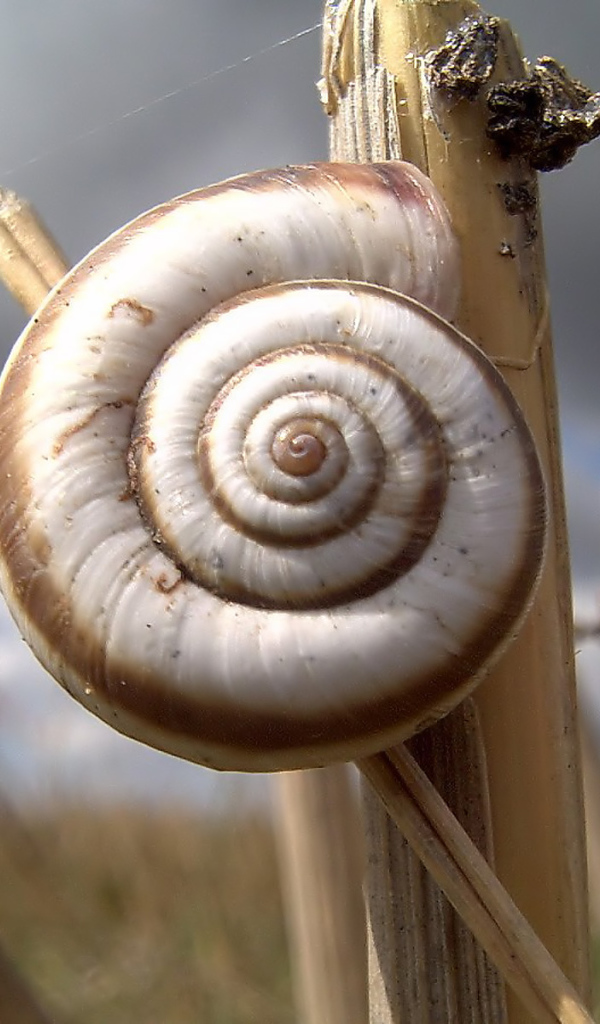 Улитка на колоске