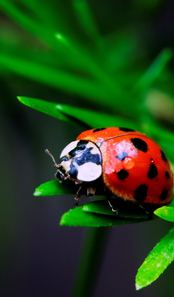 Божья коровка