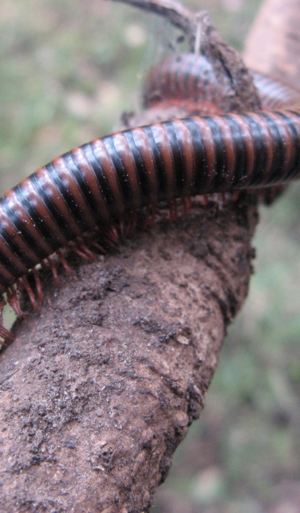 Неприятное насекомое