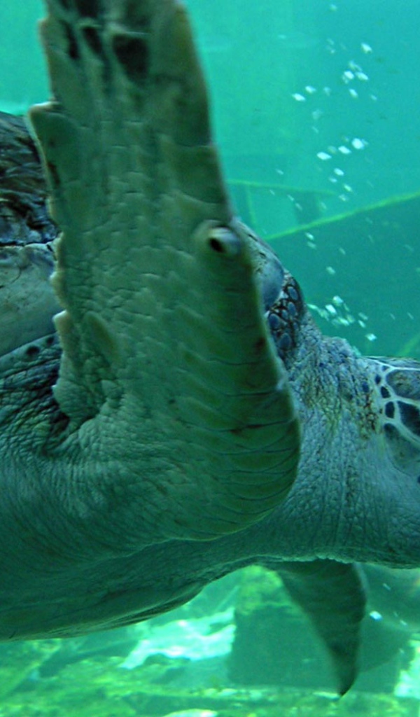 Морская черепаха