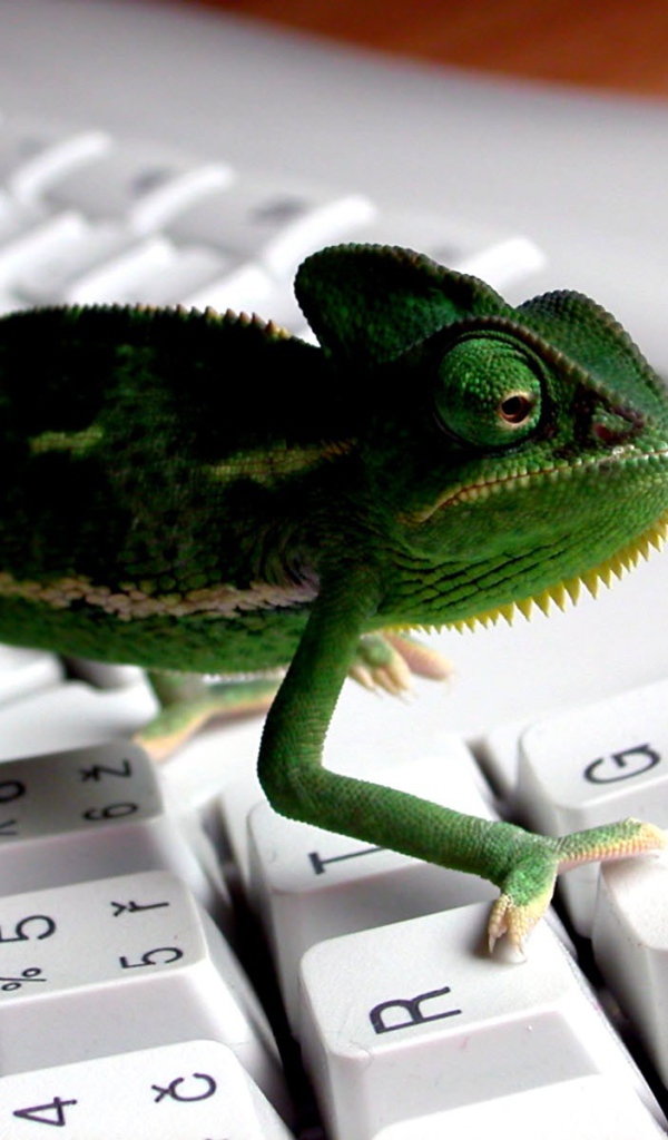 Зеленая рептилия - ящерица