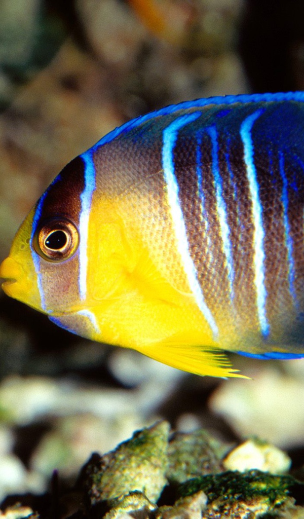 Голубая рыба ангел