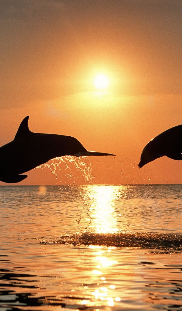 Дельфины на закате