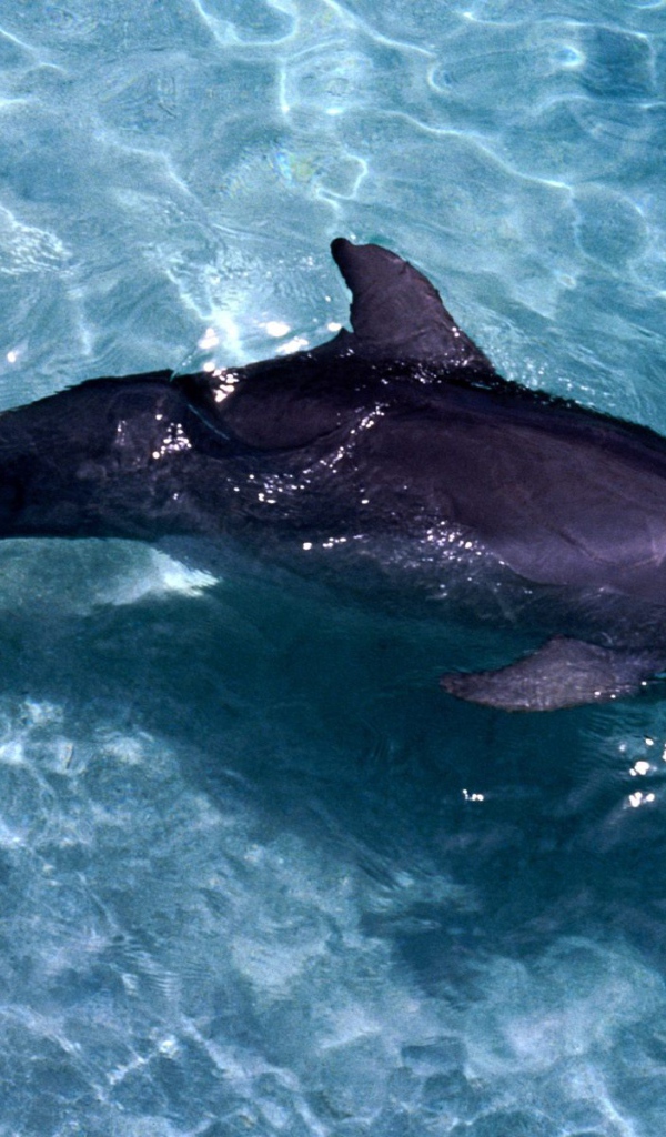 Дельфин на мели