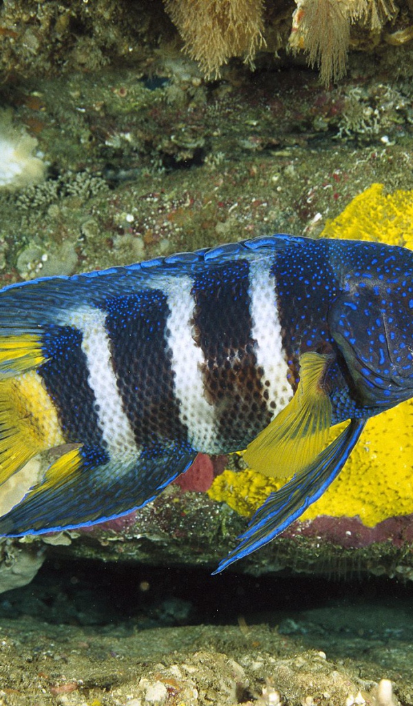 Восточный голубой дьявол