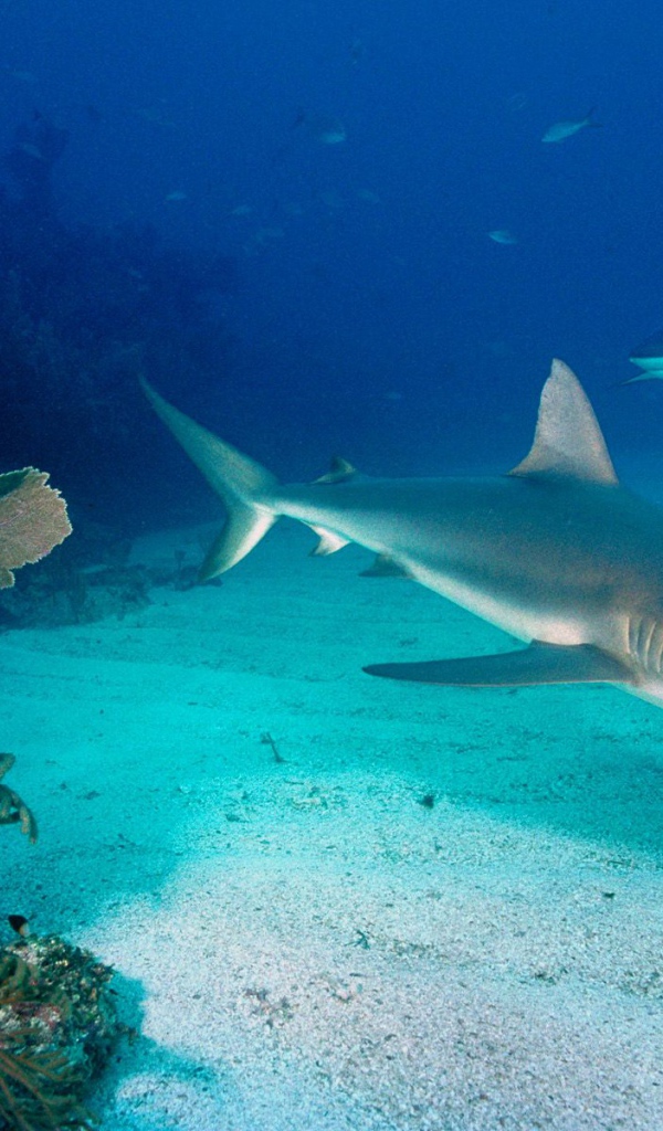 Серые рифовые акулы