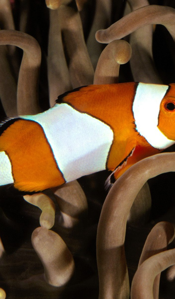 Перкула рыба клоун