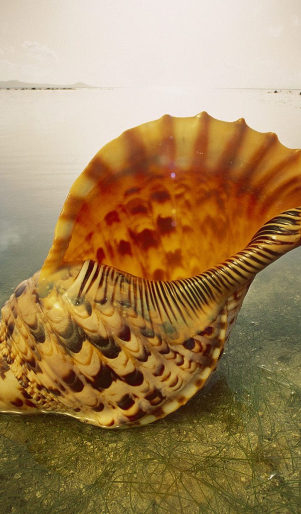 Морская раковина