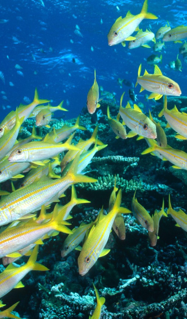 Стая желтых рыбок