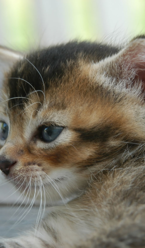 Blue eyed kitten