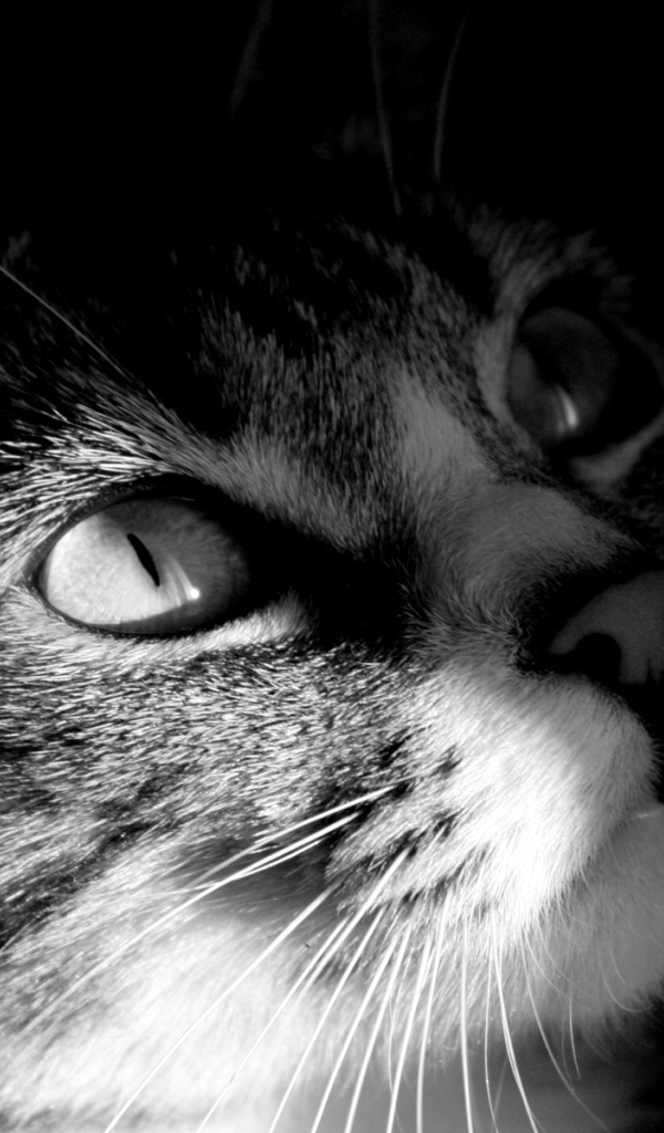 Мордочка кота