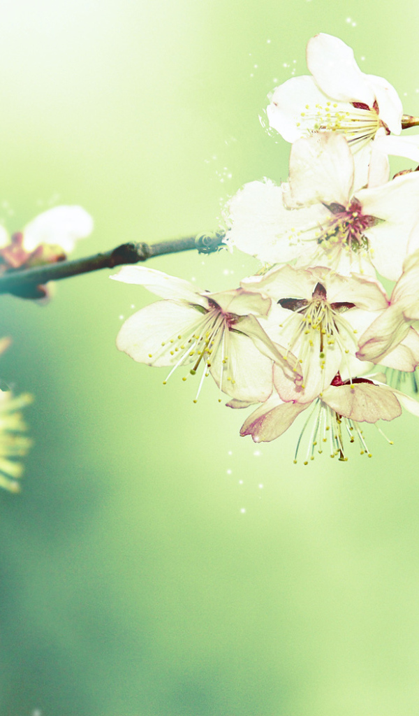 Цветущая вишня