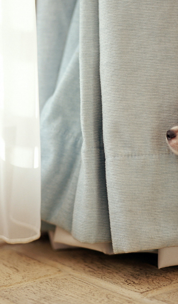 Собака в окне