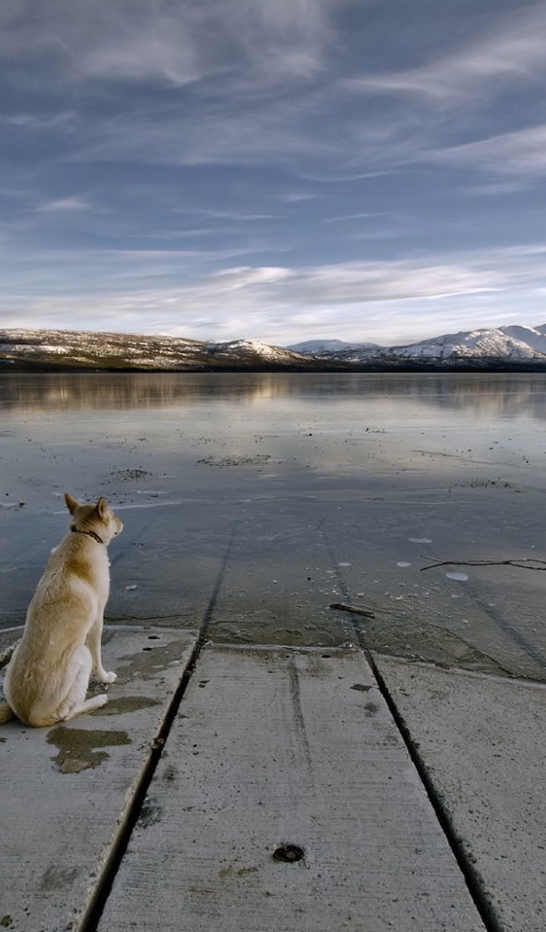Собака на берегу реки